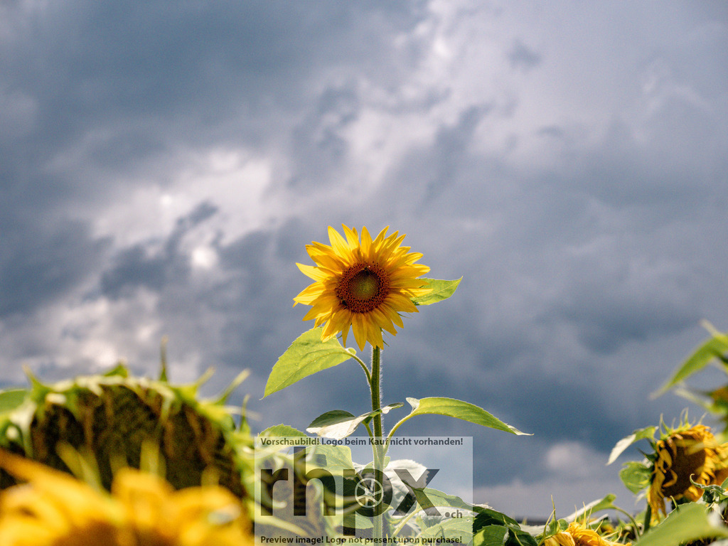 Sonnenblume vor Gewitterhimmel | <p><strong>Licht. Trotz. Beständigkeit.</strong></p><p>Inmitten aufziehender dunkler Wolken strahlt eine einzelne Sonnenblume mit unerschütterlicher Leuchtkraft. Dieser dramatische Kontrast zwischen dem leuchtenden Gelb der Blüte und dem schweren, grauen Gewitterhimmel fängt die kraftvolle Stimmung eines sommerlichen Wetterwechsels perfekt ein.</p><p>Wähle unter "Produktauswahl" dein Wunschformat: Vom klassischen Wandbild über Puzzle & Tassen bis zum digitalen Download (z.B. als Handy-Hintergrund).</p><br> - Realisiert mit Pictrs.com