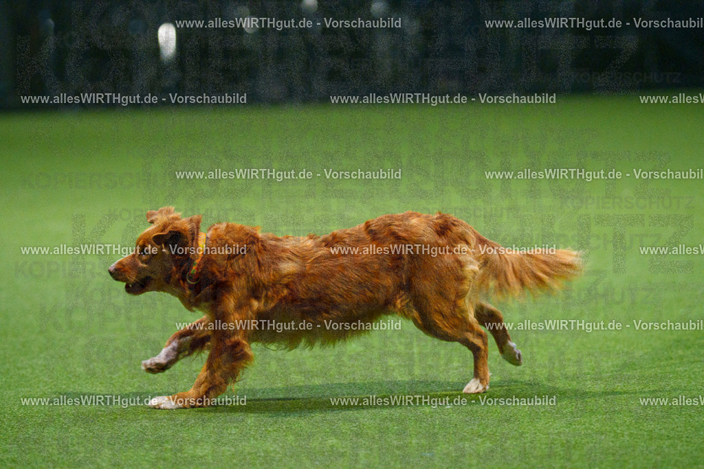 7R509651 | Professionelle Tierfotografie in Mönchengladbach von Daniel Wirth (allesWIRTHgut). Liebevolle & natürliche Bilder von Hunden & Katzen für unvergessliche Erinnerungen.