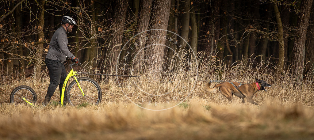DV3A3583 | Hundefotografie, Tierfotograf, Pfotenfotografie, Fotoshooting Hund, Hunde Portrait, Hundesport, Hundeportraits, Heideshooting, Hunde, Sportfotograf, Hundefotograf, Turnierhundsport, THS,  - Realisiert mit Pictrs.com