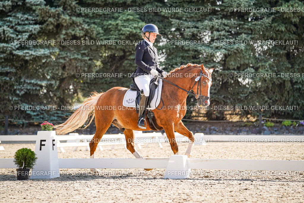 DSC00016 | Pferdegrafie