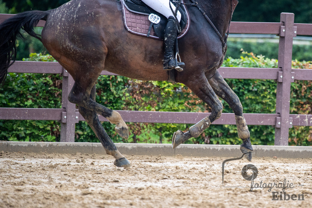 Springturnier Ammerländer Reitclub | Springturnier Ammerländer Reitclub (Punktespringprüfung KI.L 115cm am 30.06.2024; in Westerstede (Ammerländer Reitclub), Photo: Philip Eiben 2024 - Realisiert mit Pictrs.com
