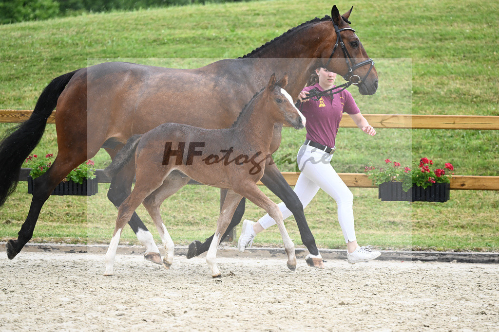 Kat-Nr. 31 SF Quel Homme de Hus_Goetz_17231489 | hf-fotografie - Realisiert mit Pictrs.com