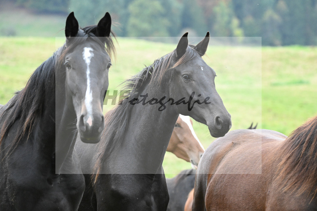 5622400 | hf-fotografie - Realizzato con Pictrs.com