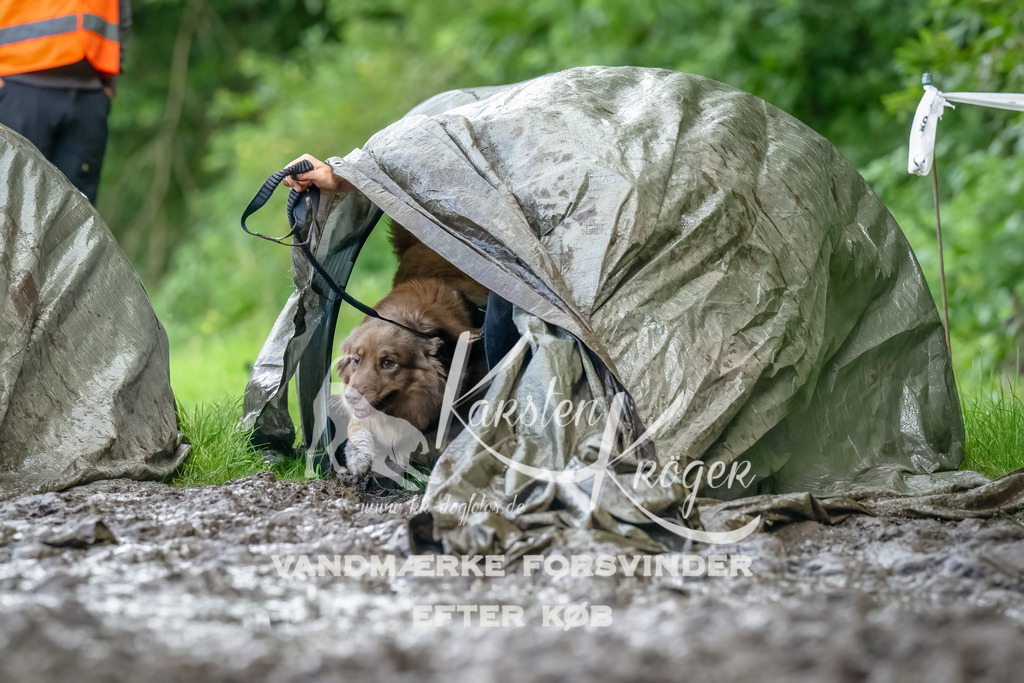 1151_ZZ94512-Bearbeitet | kk-dogfotos