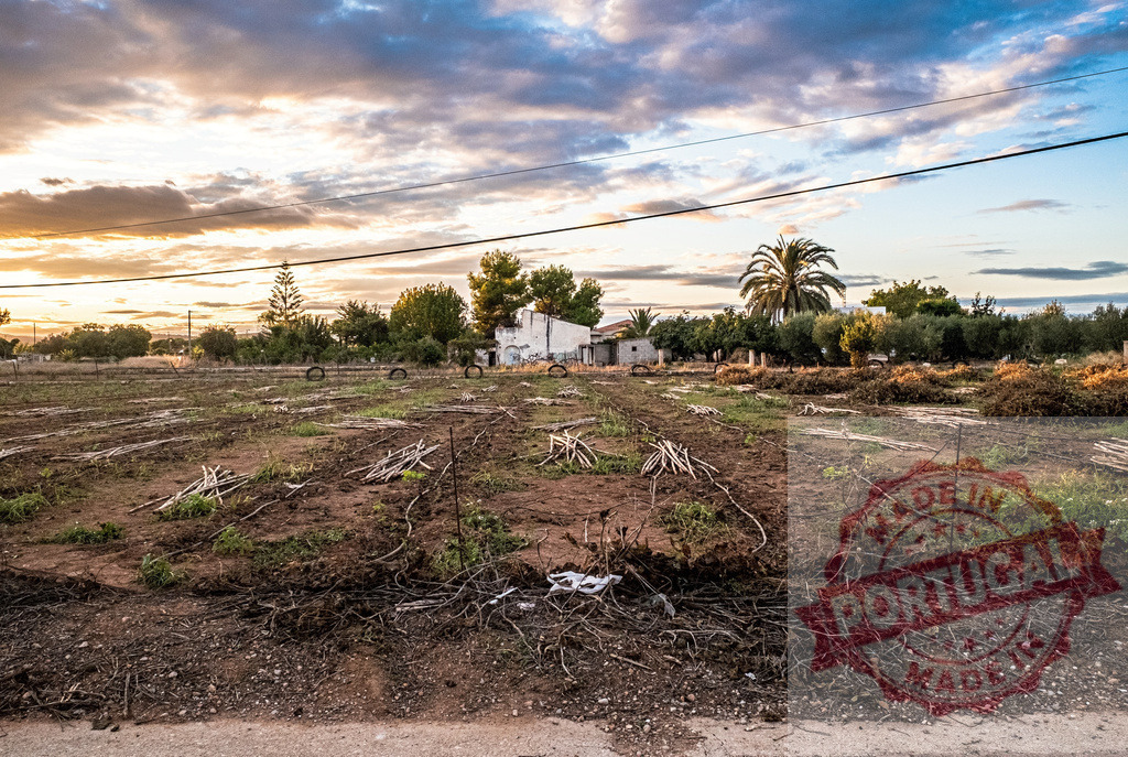 Rural abandoned farm field at golden sunset hour | Rural landscape featuring an abandoned farm house with a palm tree during sunset - Realized with Pictrs.com