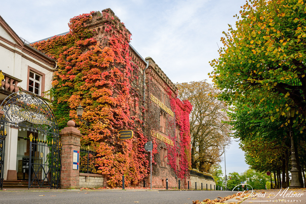 DSC_4739 | Fotografien, Fotos und Bilder aus Mainz, Frankfurt, Wiesbaden und anderen Orten auf der Welt - Fotografiert von Darius Metzner