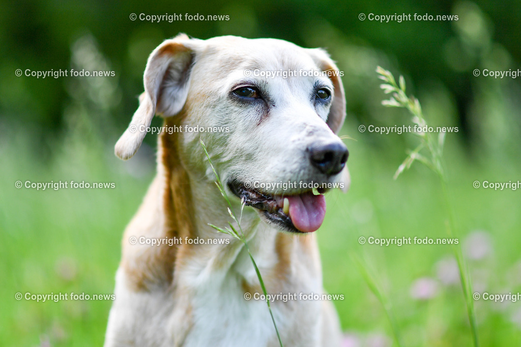 Hund_ Freilaufzone_ 21.05.2022-2 | 03.03.2022, Linz, AUT, Hund, Hunde, Themenbild, im Bild Hund, Hunde, spazieren, Freilaufzone, Spazierweg, Arrigo und Luigi