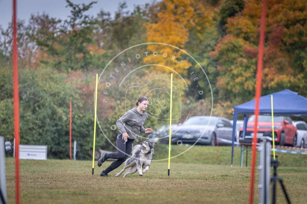 Pfotenfotografie_DV3A0903 | Hundefotografie, Tierfotograf, Pfotenfotografie, Fotoshooting Hund, Hunde Portrait, Hundesport, Hundeportraits, Heideshooting, Hunde, Sportfotograf, Hundefotograf, Turnierhundsport, THS,  - Realisiert mit Pictrs.com