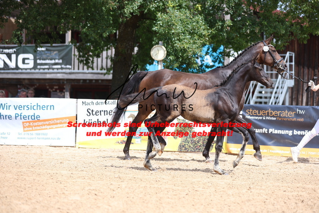 Fohlenschau_Schwäbisch_Hall_dressurbetonte_Fohlen_KN 10_5 | lmwpictures - Realisiert mit Pictrs.com