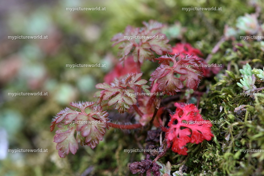 Stinkender Storchschnabel-015 | Das Bilderarchiv über Tiere, Planzen und Landschaften. In der Bilddatenbank finden Sie ein große Auswahl an hochwertigen Bilder für Ihre Werbung - Realisiert mit Pictrs.com