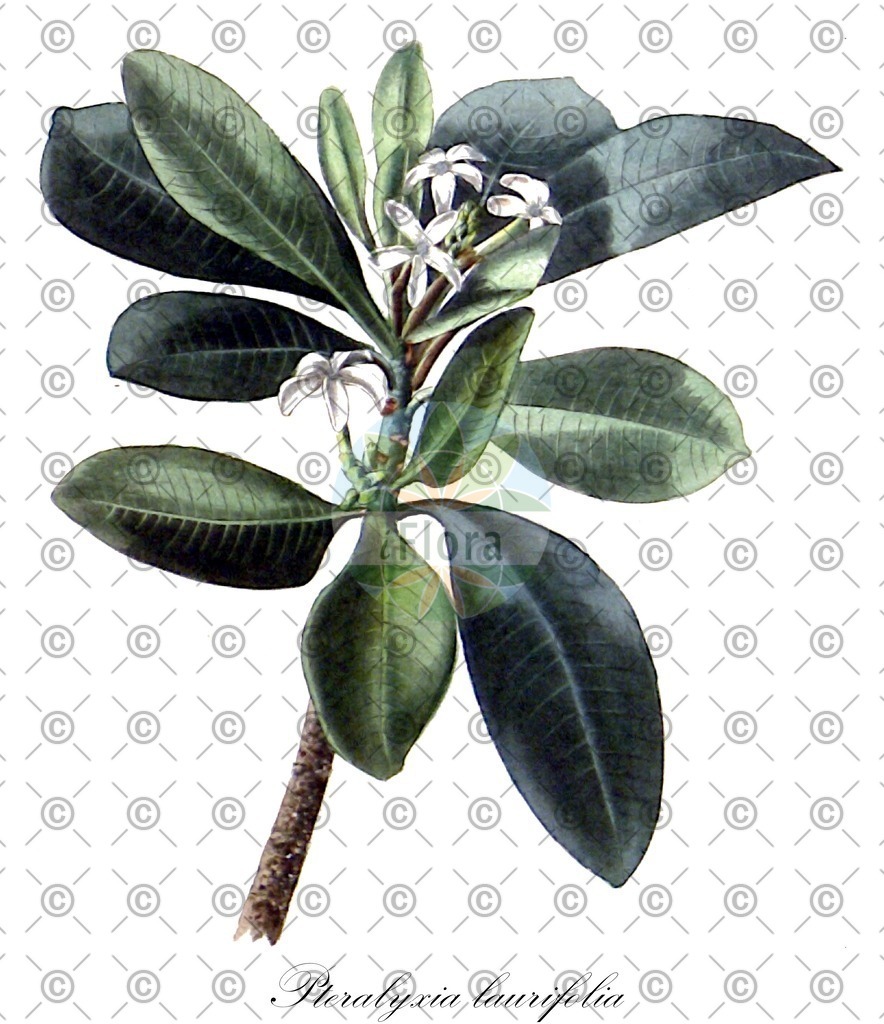 HistAbb_EMP_101973_1_SIMPLE | Historische Abbildung von Pteralyxia laurifolia - Apocynaceae | Historical Illustration of Pteralyxia laurifolia - Apocynaceae