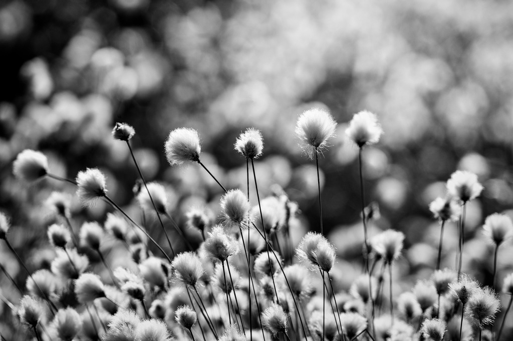 2024_05_08_QUICKBORN-HIMMELMOOR_MCP8611 sw | Hochwertig gedruckte Fotografien für die Wand, als Kalender und zum Verschenken. Hamburg & Norddeutschland und überall wo ich mit der Kamera unterwegs war.