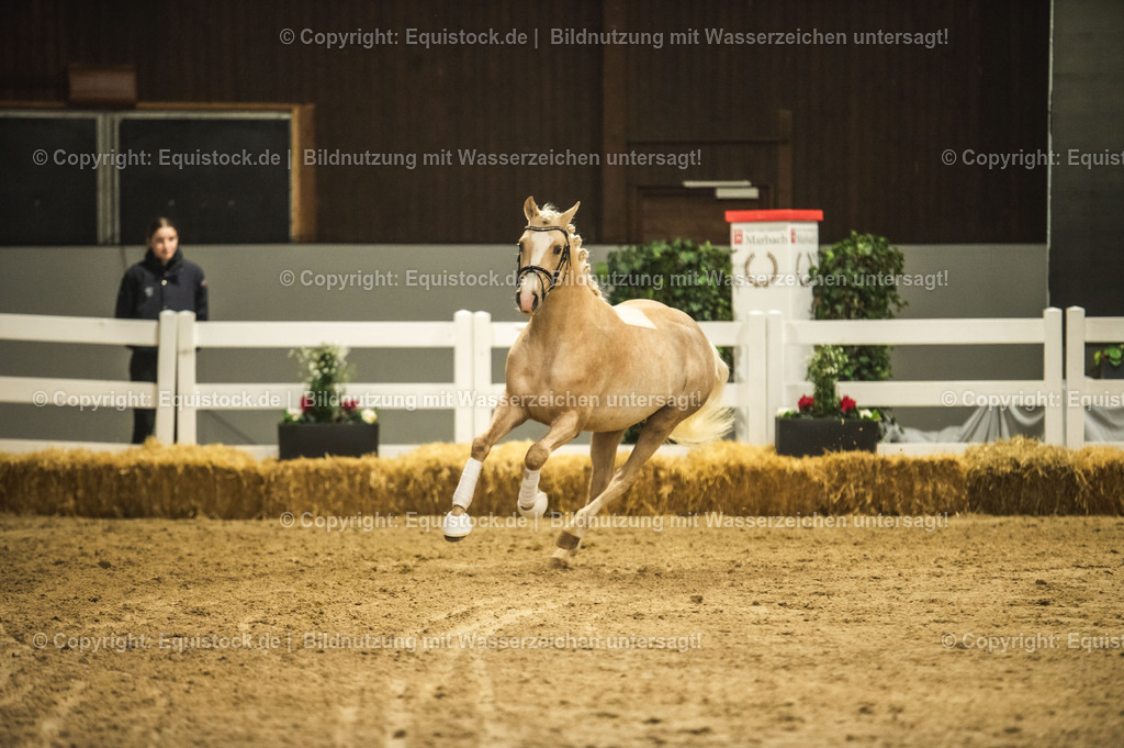 20240302_Hengstvorstellung_Marbach_TOMsPiC_0843-2 | equistock