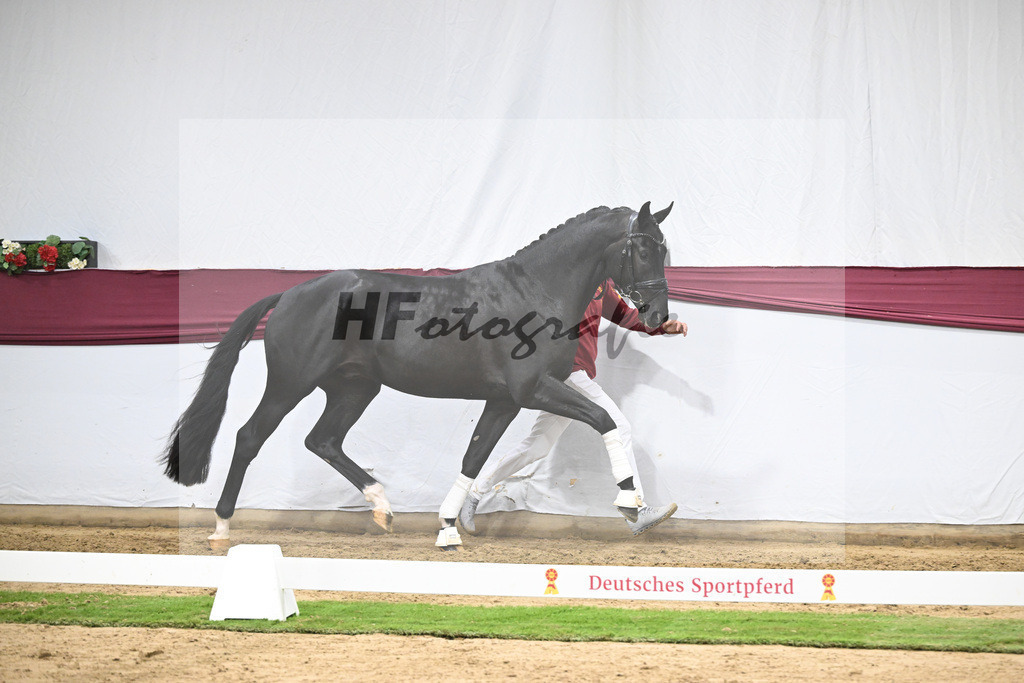 Kat-Nr. 141 Toto jr. x Secret_Bettina Kraft-Pfefferle_47254712 | hf-fotografie - Realisiert mit Pictrs.com