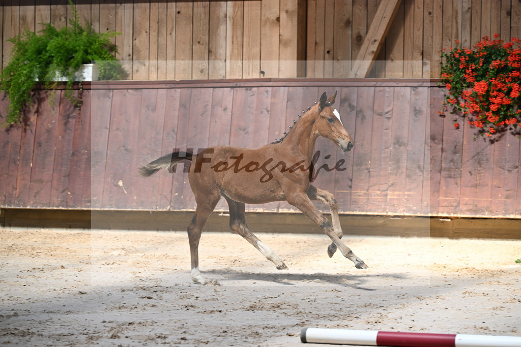 Kat-Nr. 12 Imperio x Decurio_SF_Gindhart_25250065 | hf-fotografie - Realisiert mit Pictrs.com