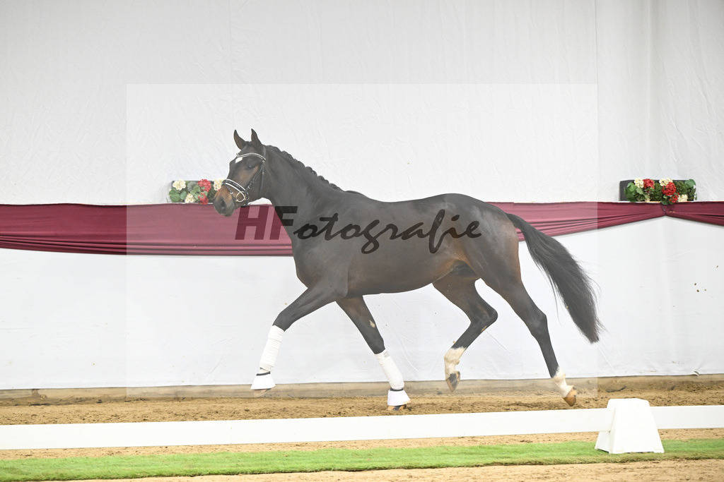 Kat-Nr. 127 Fair Deal x Sir Donnerhall I_Dr. Sarah Brendl_47254233 | hf-fotografie - Realisiert mit Pictrs.com