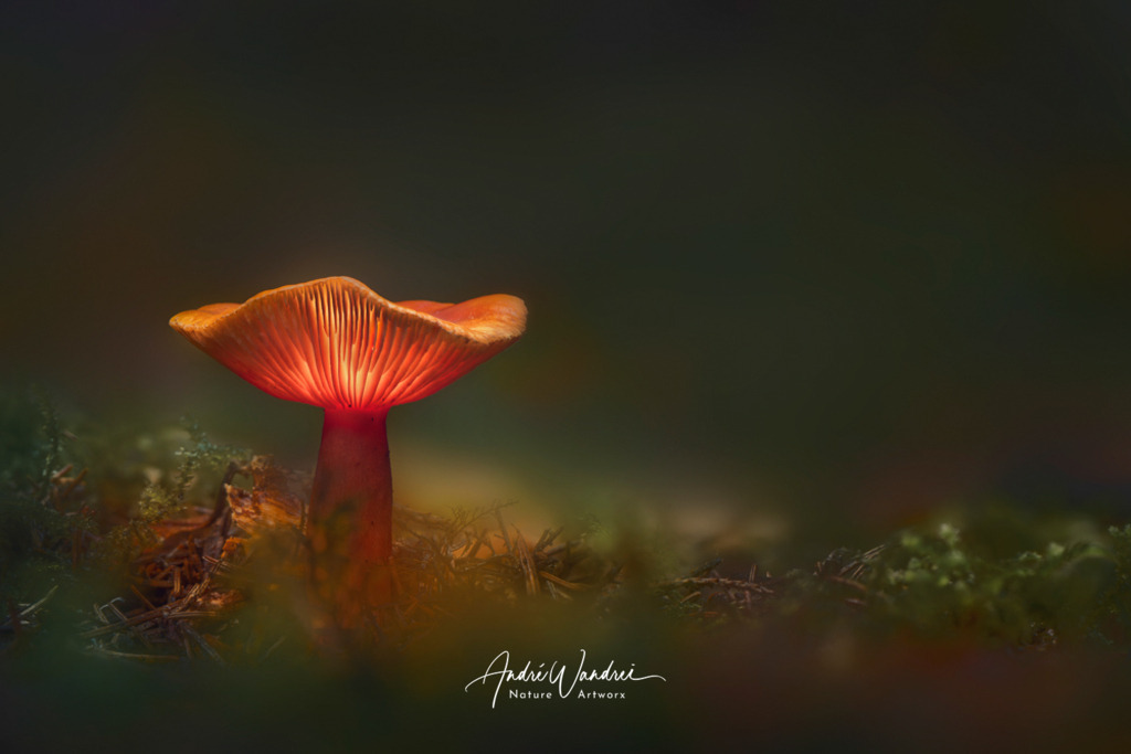 Leuchtpilz (10) | Andre Wandrei - Nature Artworx - Realisiert mit Pictrs.com