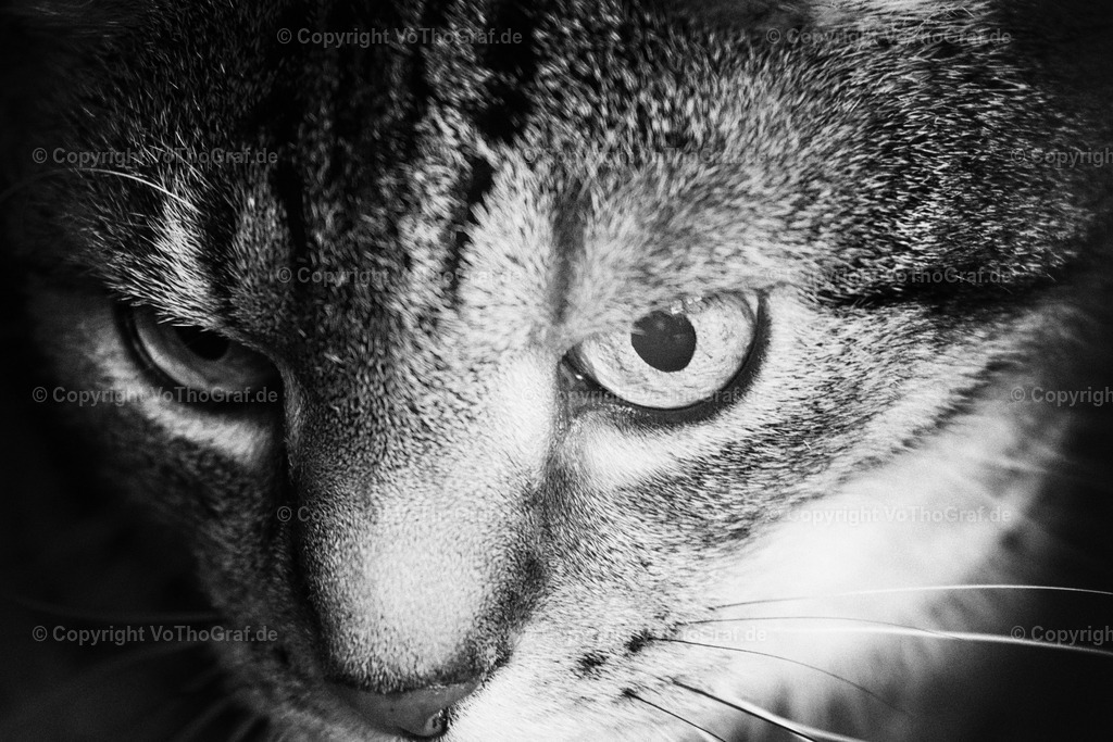 2021-11-23-9999_10 | Portrait, Fotograf, Berlin, Umkreis, Region, Menschen, Studio, Tierfotografie, Kopfkino, Studiofotografie, Outdoor, Homestory, Katzen, Hund, Hunde, Katze, Gravurarbeiten, kreativ, - Realisiert mit Pictrs.com