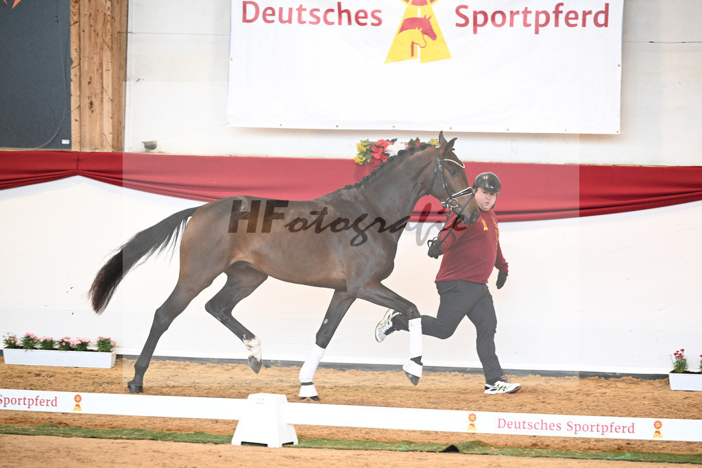 Kat-Nr. 62 Zackerey x Negro_Schep_43231050 | hf-fotografie - Realisiert mit Pictrs.com