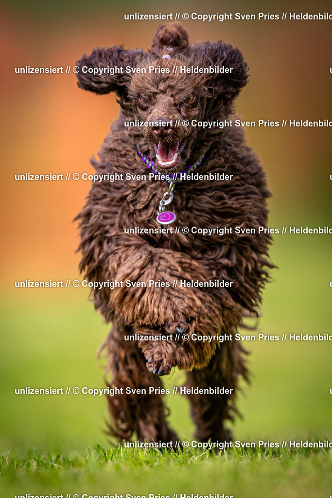 Sven Pries | 2024-09-22 - Hunderennen Baden-BadenPudelverein - Realisiert mit Pictrs.com