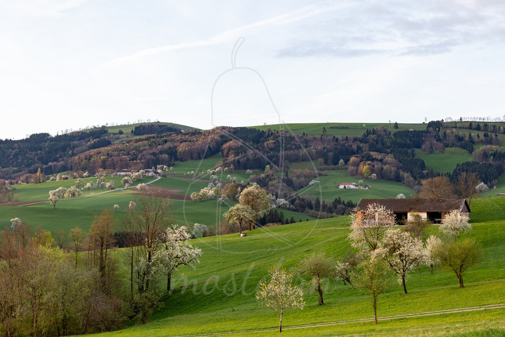 Birnbaumbluete_Mostviertel_2024_Mostdirn_Irmgard_Wieser-8001 | Ihre Fotografin im Lungau, ihre Fotografin im Mostviertel, Wandbilder Onlineshop, Imagefotos für Ihr Unternehmen,  - Realisiert mit Pictrs.com