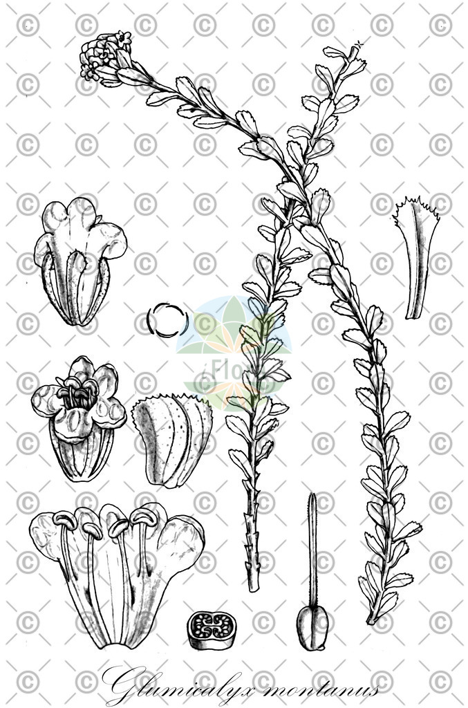 HistAbb_wfo-0000704325_1_ENZY_Simple | Historische Abbildung von Glumicalyx montanus - Scrophulariaceae | Historical Illustration of Glumicalyx montanus - Scrophulariaceae