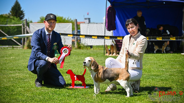 Beagle Club Schweiz  | Beagle Club Schweiz, 45 Jahre in Menziken 2025 Foto: Leo Wyden