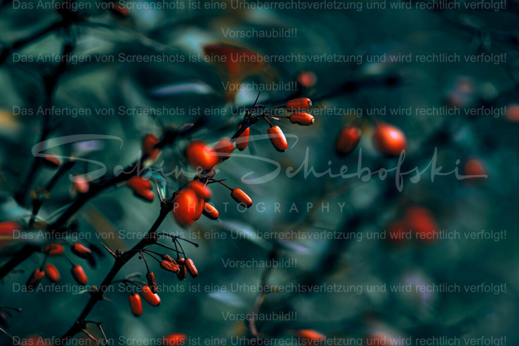 Wandbild Hagebutten | People- und Tierfotografie, Imageaufnahmen, Veranstaltungsfotografie und Wandbilder aus der Natur ★ Made in Germany ✔️ Druck + Downloads ✔️ Naturfotografie in Top Qualität ★ schneller Versand, weltweite Lieferung! - Realisiert mit Pictrs.com