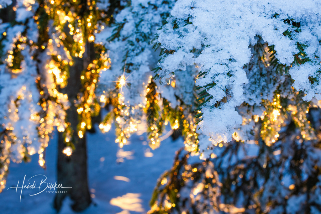 Sonnenlicht im Fichtenwald | Sonnenlicht im schneebedeckten Fichtenwald - Realisiert mit Pictrs.com