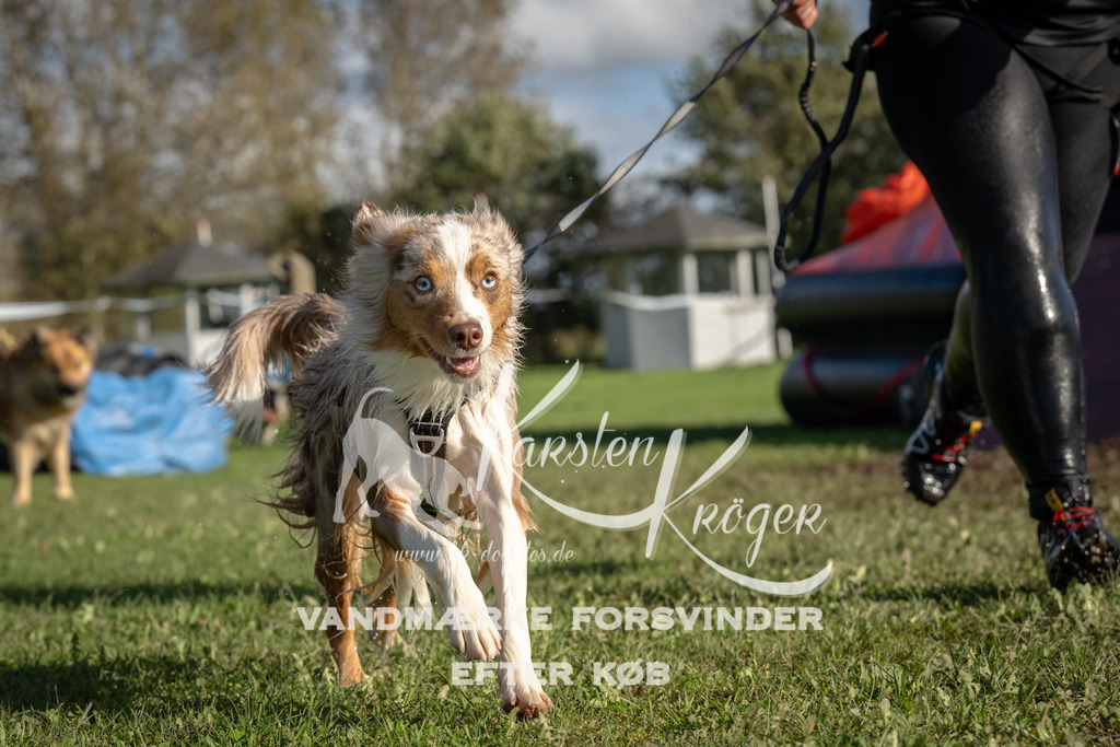 1441-94783 | kk-dogfotos