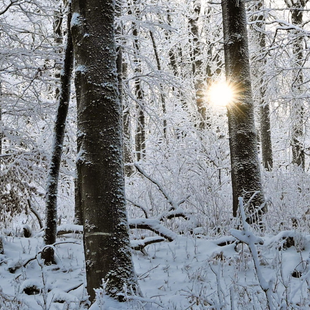 Geba260111-Winterwald08q | lucisnaturbilder - Realisiert mit Pictrs.com