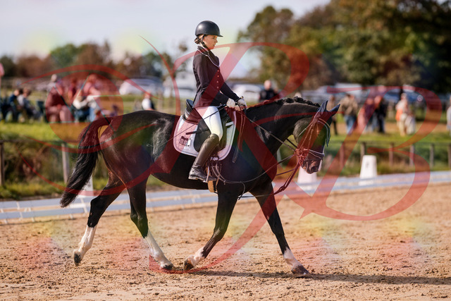 2026_10_03_Siefer-Hof_121428_Z81_16573798 | Professionelle Reitsport-, Turnier- und Eventfotografie von Robert Broda. Galerien mit ausgewählten und bearbeiteten Bildern direkt online ansehen und bestellen.