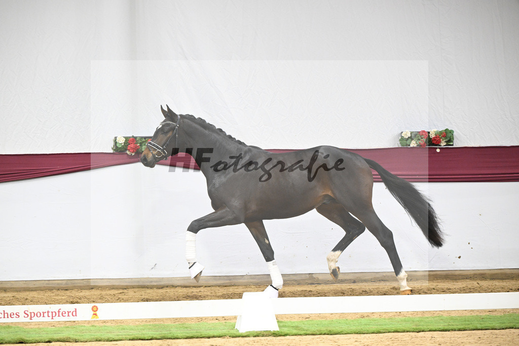 Kat-Nr. 127 Fair Deal x Sir Donnerhall I_Dr. Sarah Brendl_47254220 | hf-fotografie - Realisiert mit Pictrs.com