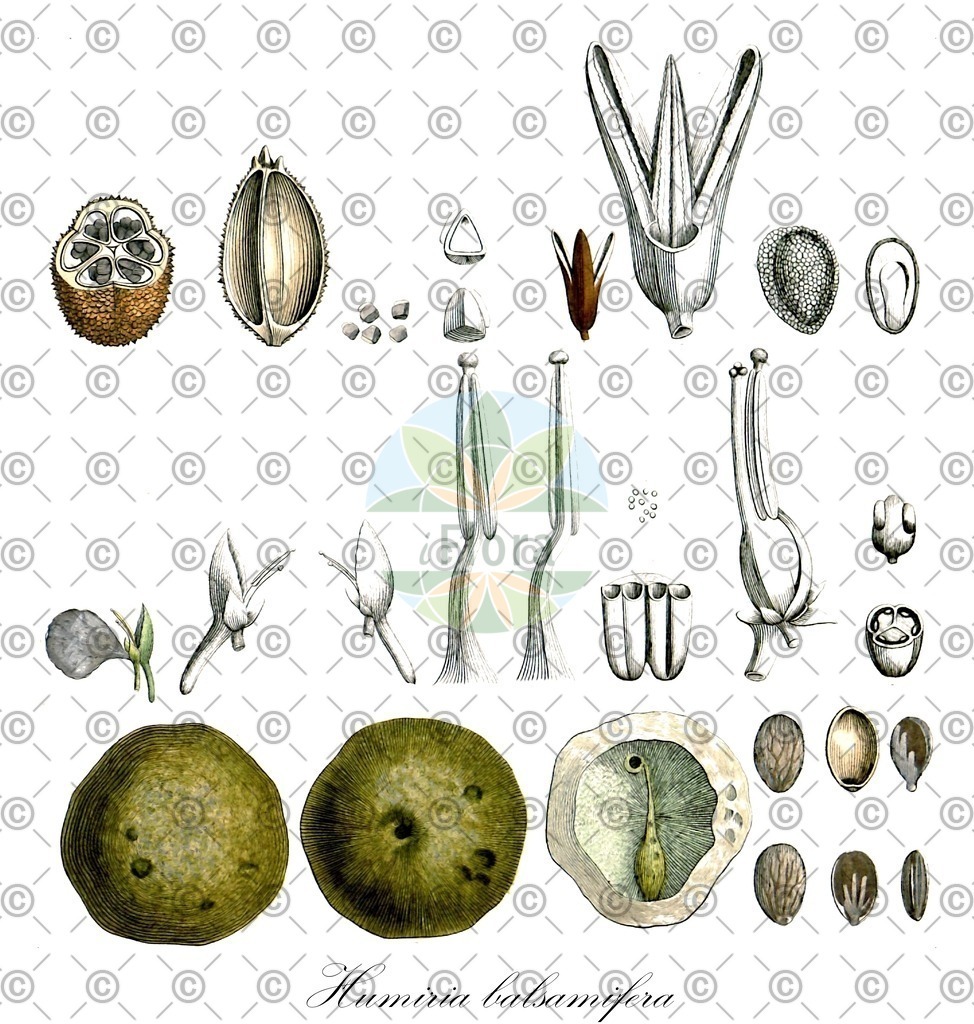 HistAbb_EMP_100231_SRC_Schlechtendal_FLORAD_SIMPLE | Historische Abbildung von Humiria balsamifera - Humiriaceae | Historical Illustration of Humiria balsamifera - Humiriaceae