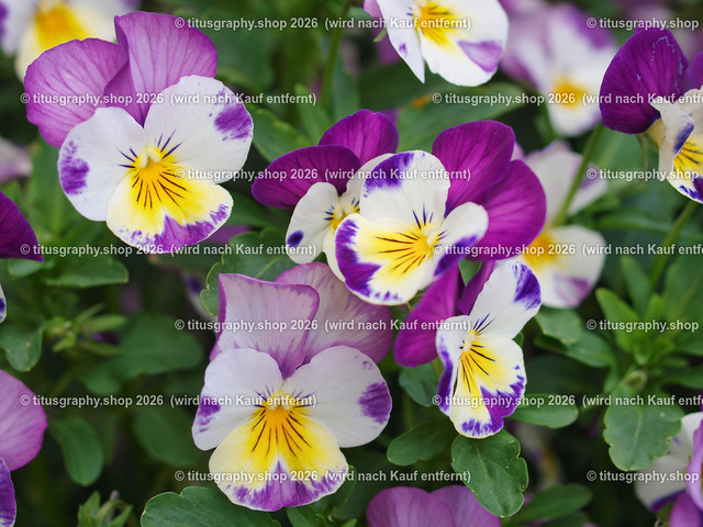 titusgraphy-P5107942_var-061 | Fotokunstarbeit aus der INSTAGRAM-Gallerie auf titusgraphy.eu - Realisiert mit Pictrs.com