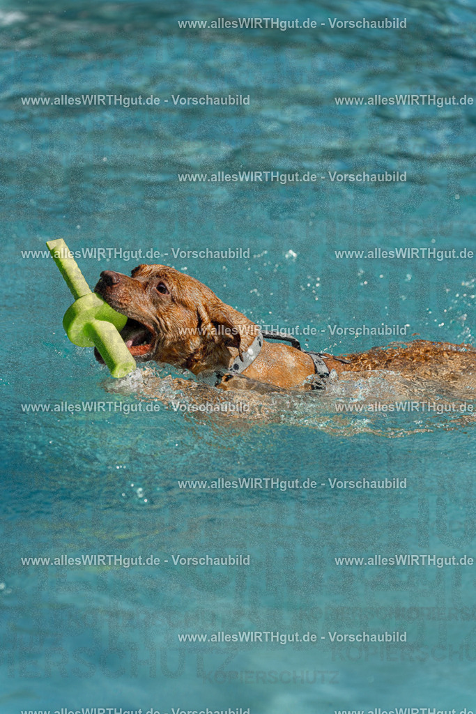 Hundeschwimmen_Volksbad_2026-allesWIRTHgut_Tierfotografie-2609061256-120629-7R500333 | Professionelle Tierfotografie in Mönchengladbach von Daniel Wirth (allesWIRTHgut). Liebevolle & natürliche Bilder von Hunden & Katzen für unvergessliche Erinnerungen.