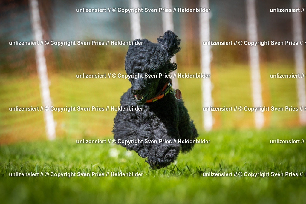 Hunderennen_April_2026_896 | 2026-04-26 - Hunderennen Baden-Oos April 2026 - Realisiert mit Pictrs.com