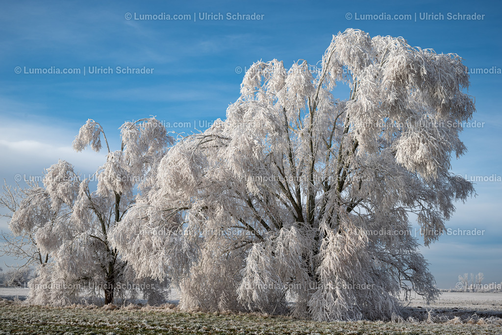 10049-13492 - Winterzauber im Großen Bruch | Stockfoto und Bilderpool mit Bildmaterial aus Deutschland, dem Harz, Halberstadt, Quedlinburg, Wernigerode und weltweit. Qualitativ hochwertige und professionelle Fotos anschauen und kaufen. - Realisiert mit Pictrs.com