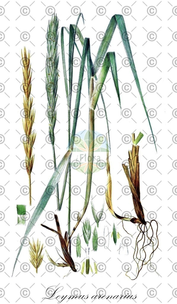 HistAbb_wfo-0000067915_1_ENZY_Simple | Historische Abbildung von Leymus arenarius - Poaceae (Strandroggen;Strandhafer;Blauer Helm) | Historical Illustration of Leymus arenarius - Poaceae (lyme-grass;european dunegrass;lymegrass;elyme des sables d'europe;european dune grass;sand lymegrass)