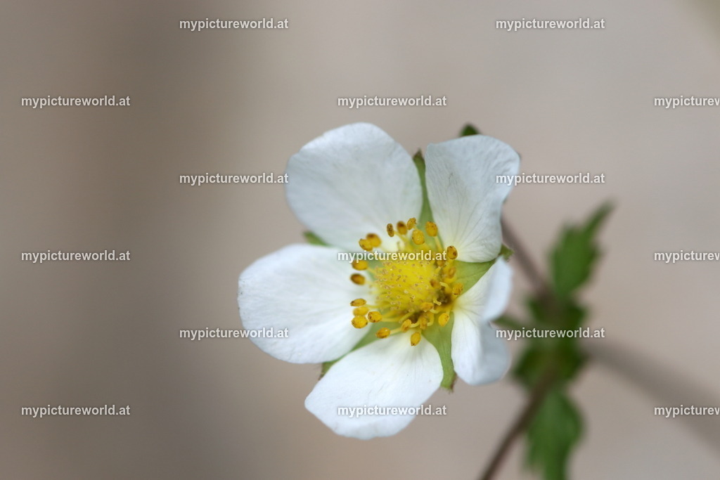 Felsen-Fingerkraut-001 | Das Bilderarchiv über Tiere, Planzen und Landschaften. In der Bilddatenbank finden Sie ein große Auswahl an hochwertigen Bilder für Ihre Werbung - Realisiert mit Pictrs.com