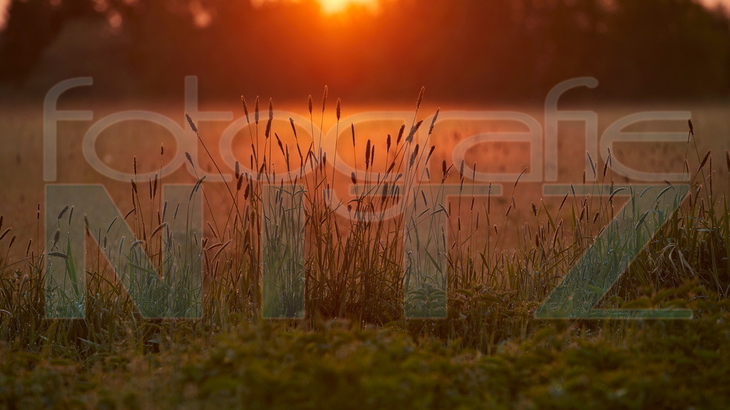 2022-05-09 06-10-29_5D422173 | Nitz Fotografie aus Montabaur bietet Ihnen hier die Möglichkeit Bilder auszusuchen und zu bestellen. 