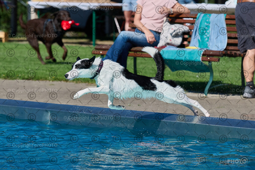 026_202509_4Hundebadetag_NZ9_2112 | proPHOTO - Realisiert mit Pictrs.com