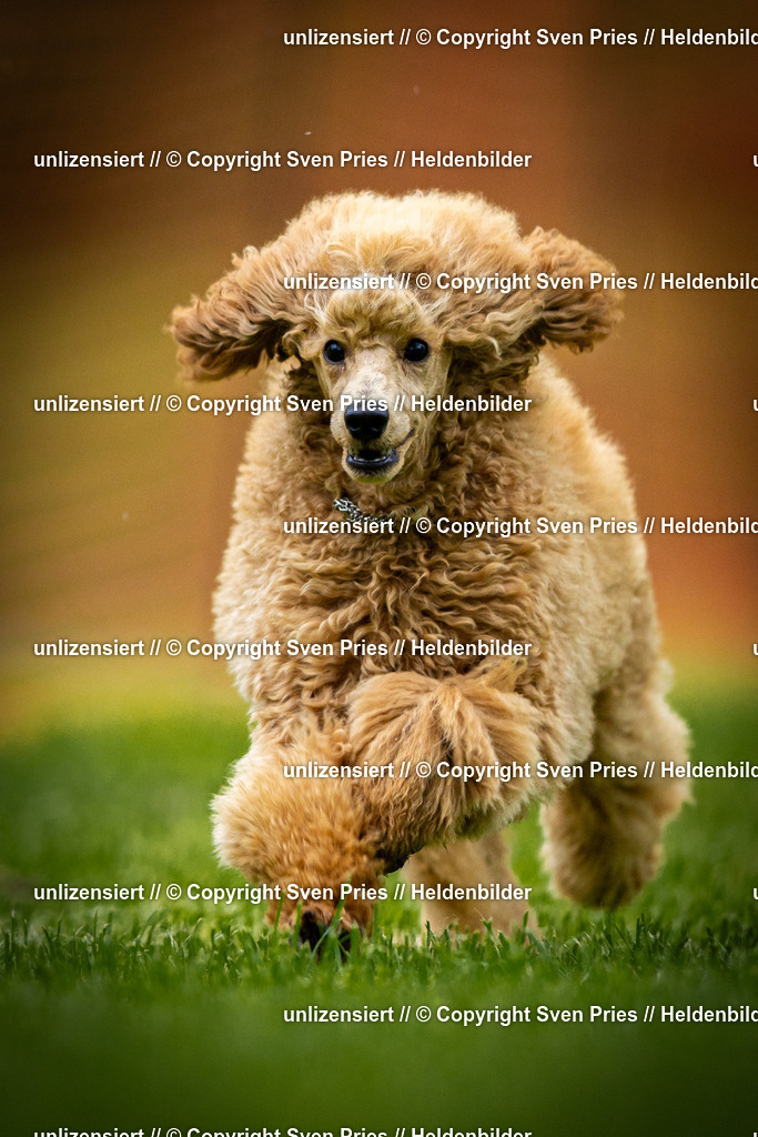 Sven Pries | 2025-09-21 - Hunderennen Baden-Oos - Realisiert mit Pictrs.com