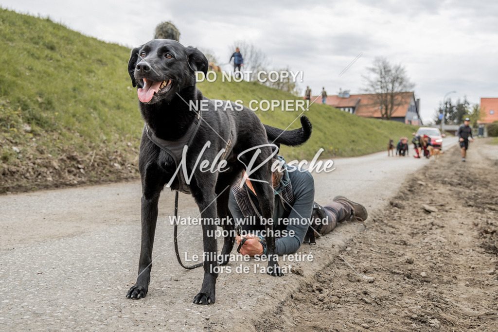 NR__2941 | nelerasche