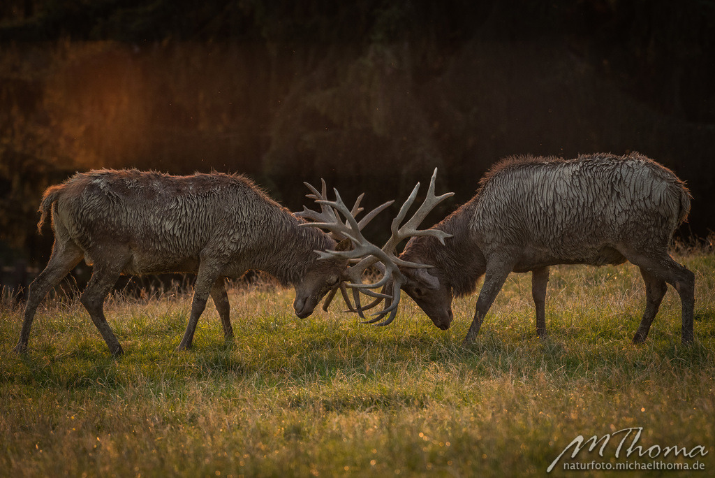 Rothirsche | Dies ist der Online-Shop von naturfoto.michaelthoma.de. Ich bin leidenschaftlicher Naturfotograf und fotografiere von der Andromedagalaxie bis zum Zwergtaucher, von der Ameise bis zum Orionnebel alles was mit Natur zu tun hat. Hier kann eine Auswahl meine - Realisiert mit Pictrs.com