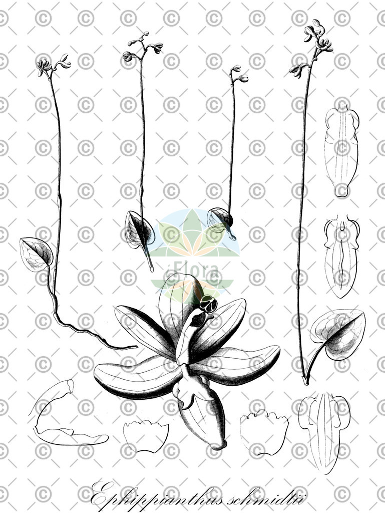 HistAbb_wfo-0000668618_1_ENZY_Simple | Historische Abbildung von Ephippianthus schmidtii - Orchidaceae | Historical Illustration of Ephippianthus schmidtii - Orchidaceae