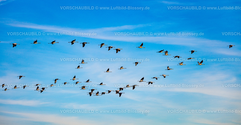 Bottrop221006006 | Luftbild, Kraniche über Bottrop, Flug in den Süden, Eigen, Bottrop, Ruhrgebiet, Nordrhein-Westfalen, Deutschland