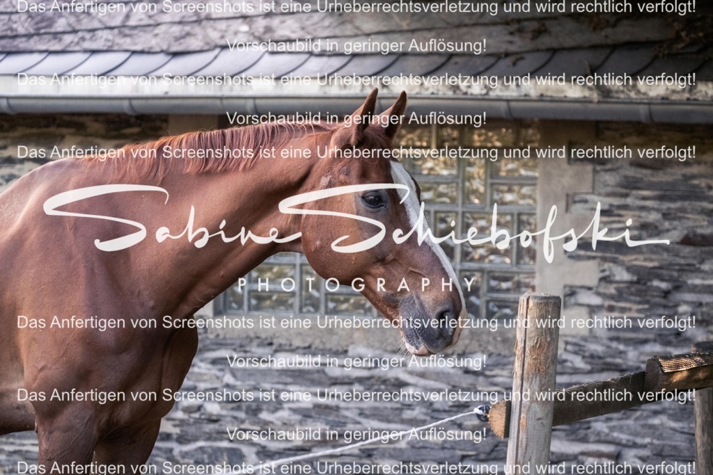 2025_05_31_DSCF2334 | People- und Tierfotografie, Imageaufnahmen, Veranstaltungsfotografie und Wandbilder aus der Natur ★ Made in Germany ✔️ Druck + Downloads ✔️ Naturfotografie in Top Qualität ★ schneller Versand, weltweite Lieferung! - Realisiert mit Pictrs.com