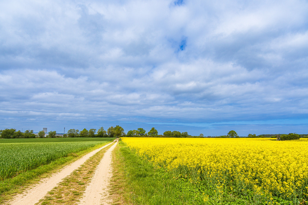 Rapsfeld und Feldweg mit Bäumen bei Purkshof | Rapsfeld und Feldweg mit Bäumen bei Purkshof.