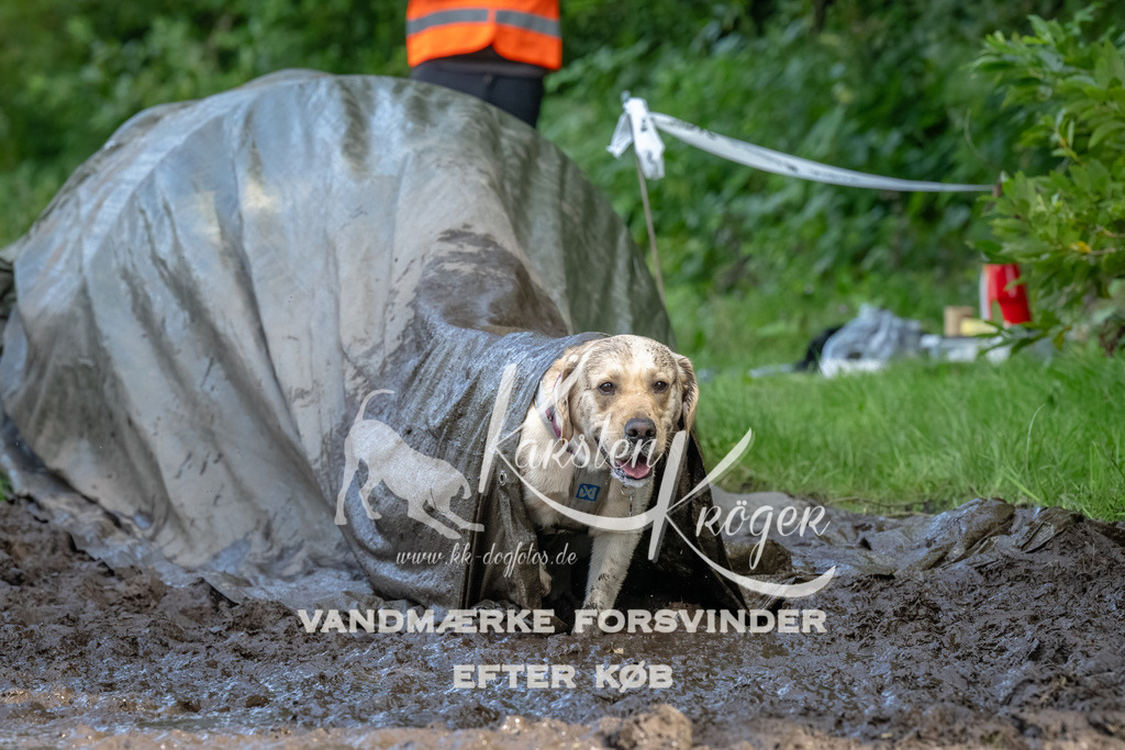 1701_ZZ90791-Bearbeitet | kk-dogfotos
